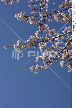桜と青空 4570247