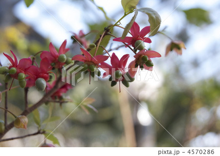 ミッキーマウスの木 ミッキーマウスの木 4570286