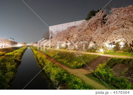 愛知県豊川市佐奈川の夜桜の写真素材