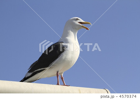 セグロカモメ セグロカモメ 4570374