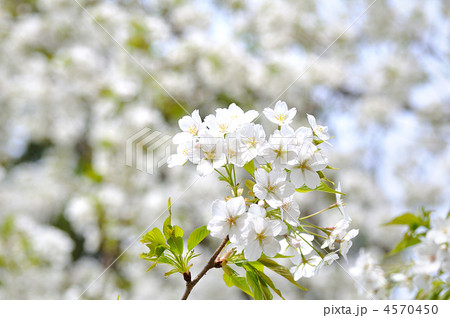 満開の大島桜 4570450