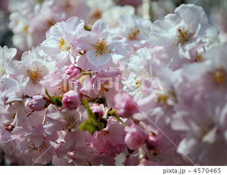 満開の長州緋桜 満開の長州緋桜 4570465