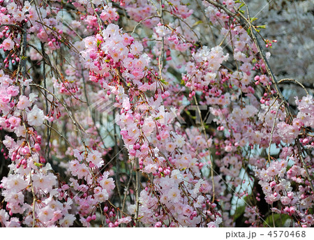 八重紅枝垂（ヤエベニシダレ） 4570468
