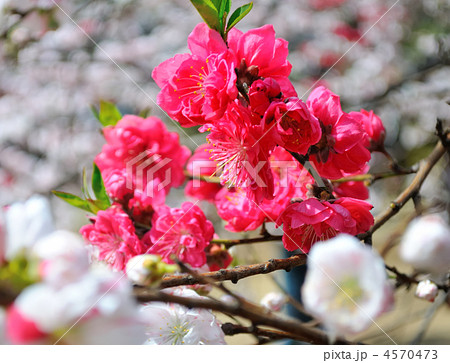 満開の源平桃(ゲンペイモモ) 満開の源平桃(ゲンペイモモ) 4570473