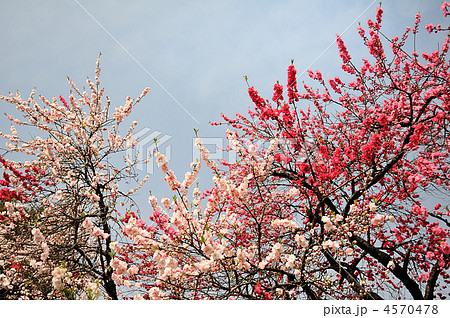 満開の源平桃（ゲンペイモモ） 4570478