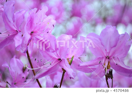 満開のミツバツツジ 4570486