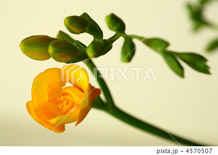 フリージア 4570507