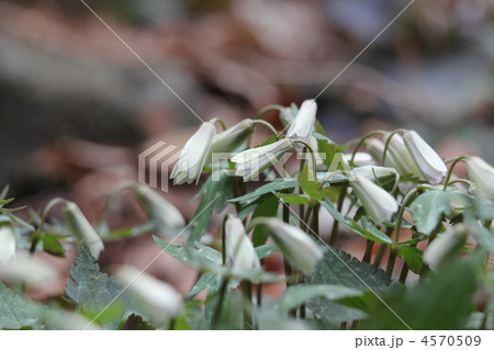 ユキワリイチゲ ユキワリイチゲ 4570509