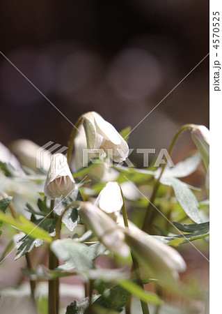 ユキワリイチゲ 4570525