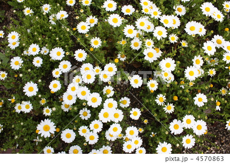 蚊取り線香になる防虫剤 蚊取り線香になる防虫剤 4570863