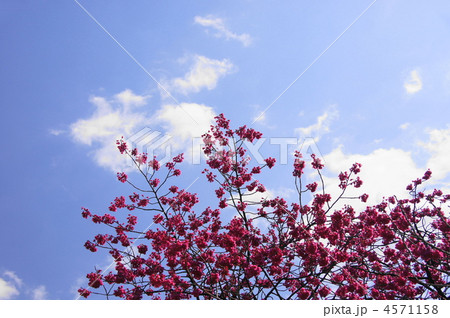 3月 寒緋桜カンヒザクラ03サクラ・バラ科 3月 寒緋桜カンヒザクラ03サクラ・バラ科 4571158