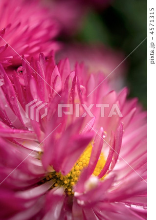 デージーのマクロ撮影 4571315