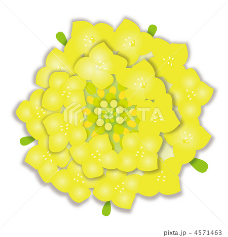 菜の花アップ 4571463