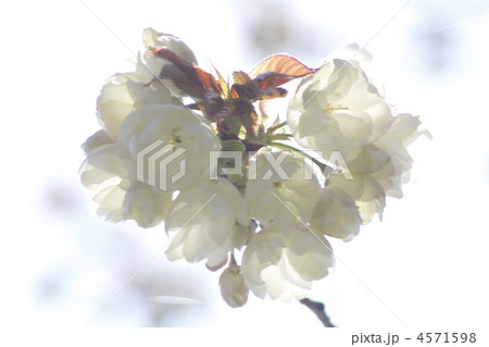 ハート型 4571598