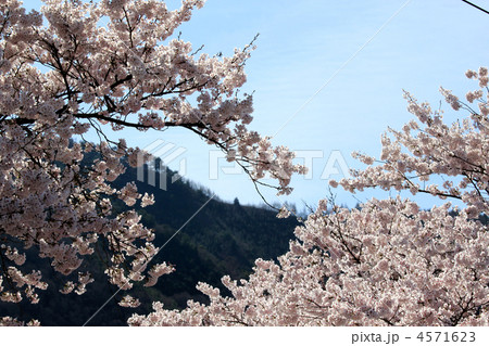 春山と桜 春山と桜 4571623
