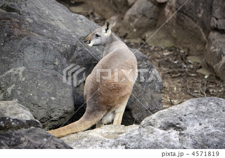 カンガルー 4571819