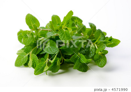 Peppermint, ペパーミント 4571990
