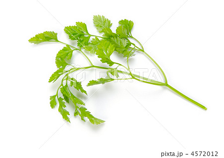 chervil, チャービル 4572012