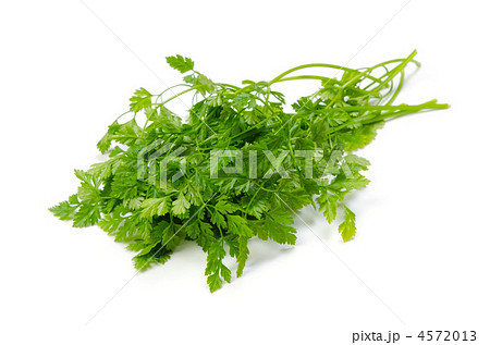 chervil, チャービル 4572013