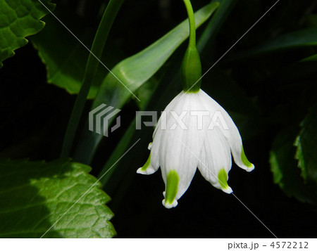 スノーフレーク(鈴蘭水仙) スノーフレーク(鈴蘭水仙) 4572212