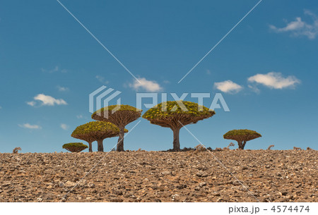 Dragon trees at Dixam plateau, Socotra Island, Yemen Dragon trees at Dixam plateau, Socotra Island, Yemen 4574474