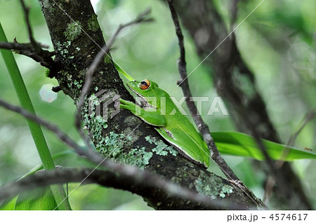 夏の森で見つけた蛙 夏の森で見つけた蛙 4574617