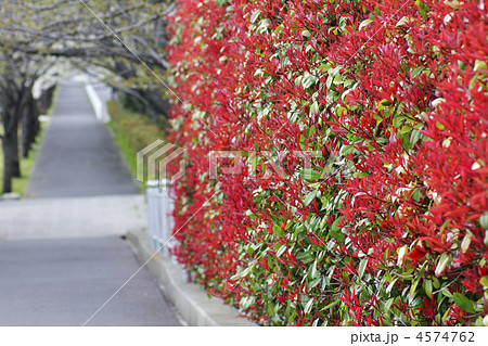 紅カナメ 坂道 緑の葉の写真素材