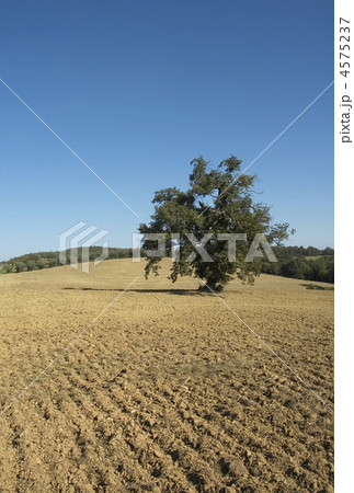 old olive tree in a field - typical tuscan lanscape old olive tree in a field - typical tuscan lanscape 4575237