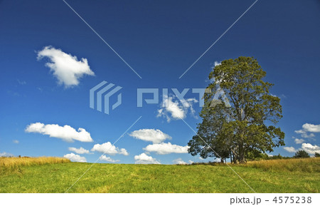 background of deep blue sky and tree in the field background of deep blue sky and tree in the field 4575238