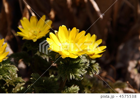 福寿草 4575538