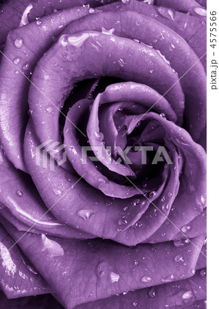 violet rose 4575566