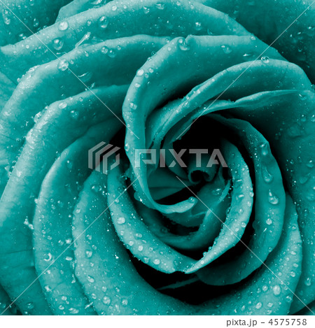 rose petalsの写真素材 [4575758] - PIXTA
