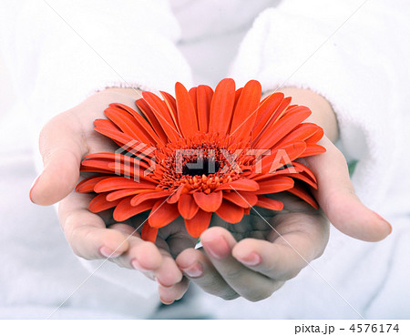 Gerbera in women hand. Spa resord. 4576174