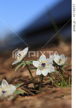 里山に咲く花 節分草の写真素材