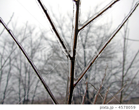 Ice-covered branch of a tree in the winter 4578059