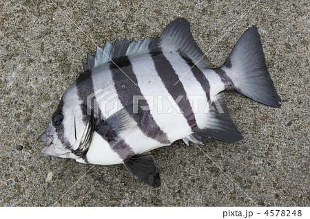 イシダイ 4578248