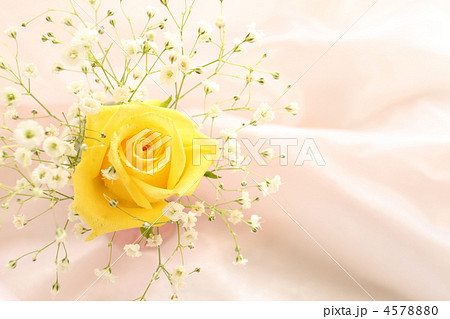 黄色のバラとカスミ草の写真素材