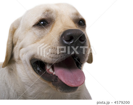 portrait of the caucasian sheep dog. Isolated on white 4579200