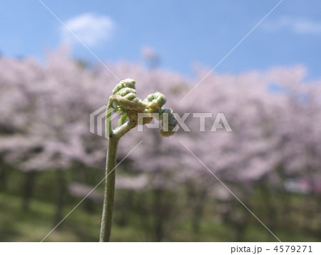 ワラビと桜 ワラビと桜 4579271