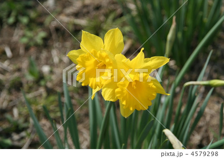 ラッパ水仙 4579298