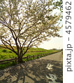 葉桜と川の土手 4579462