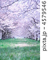 桜のトンネル１ 4579546