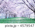 桜のトンネル２ 4579547