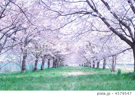 桜のトンネル２ 4579547