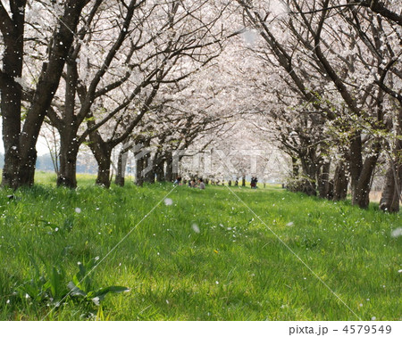 桜のトンネルと桜吹雪 4579549