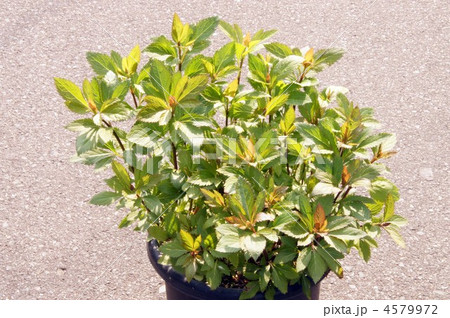 藤袴の新芽 4579972