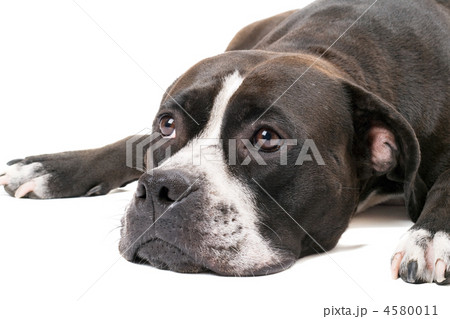 Portrait of the american staffordshire terrier. Isolated on whit 4580011