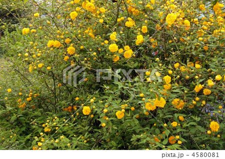 やまぶき 4580081