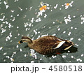 桜の花びらが浮かぶ水面を泳ぐカモ 4580518
