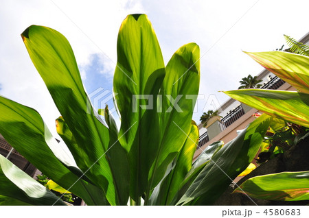 ハワイの休日 4580683